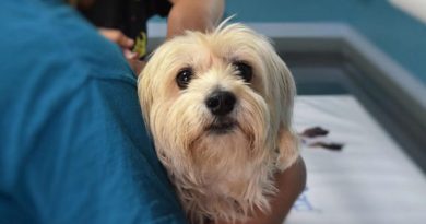 VETERINARIO MUNICIPAL REALIZA ATENCIONES GRATUITAS EN RINCONADA